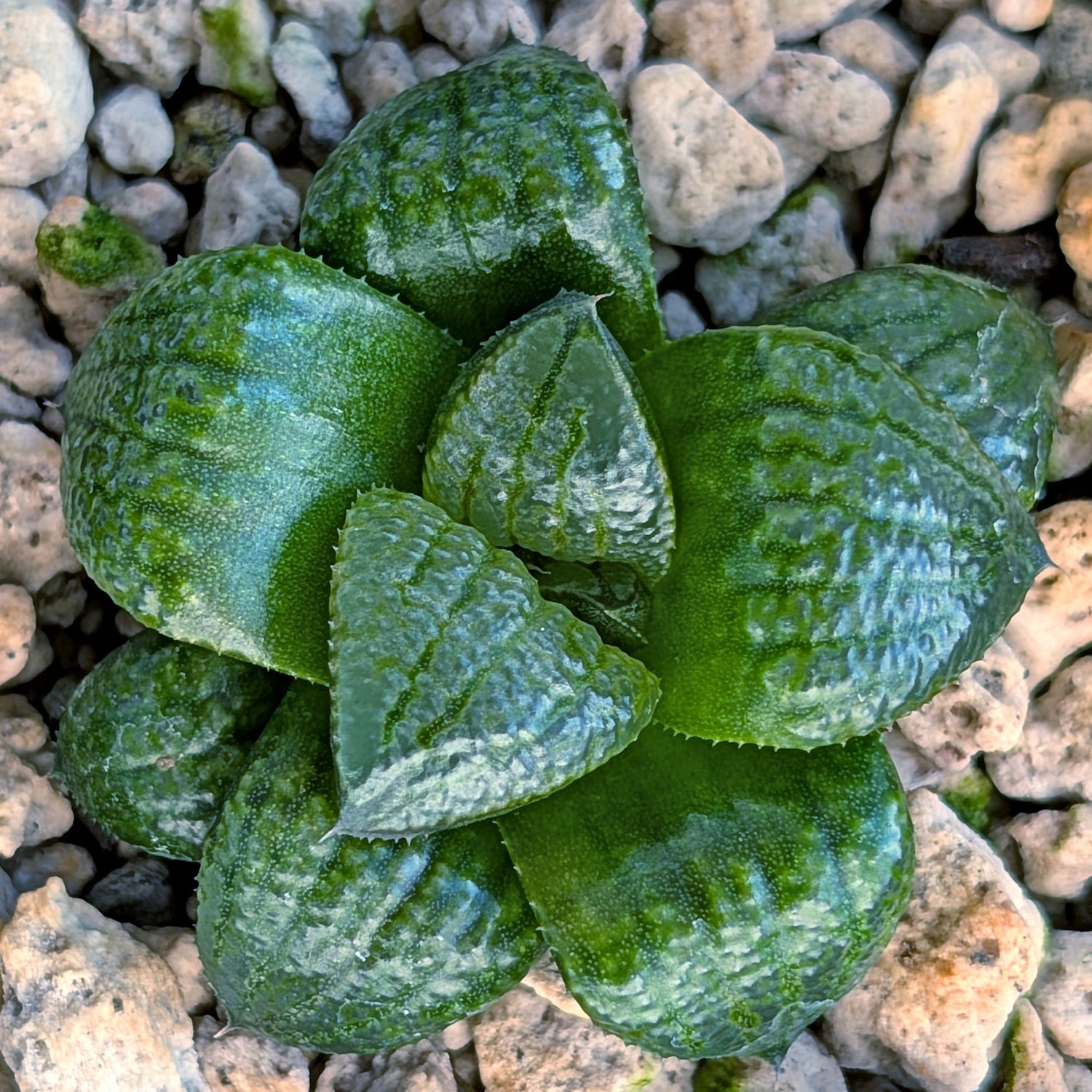 Haworthia PP669 hybrid series #12