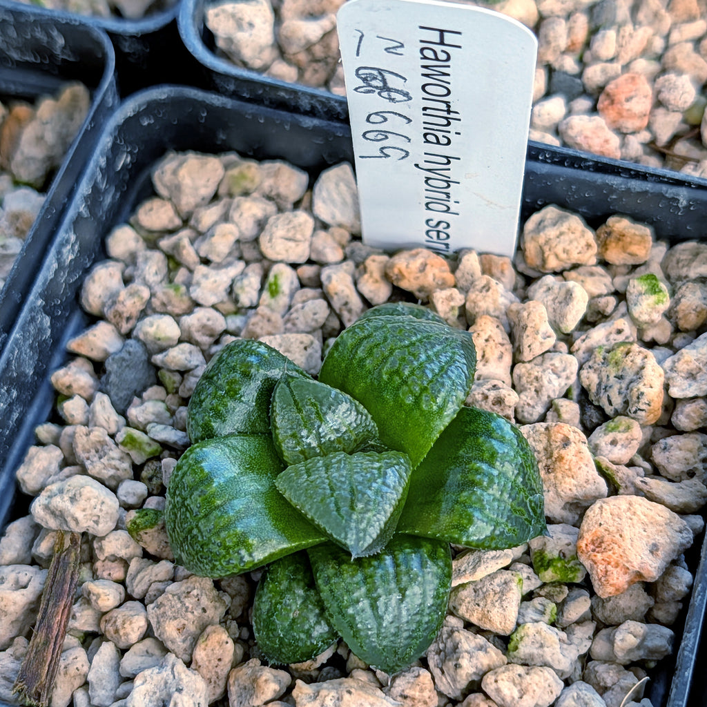 Haworthia PP669 hybrid series #12