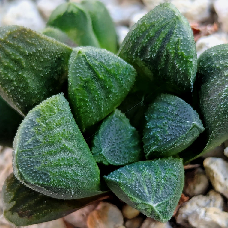 Haworthia PP576 hybrid series #13