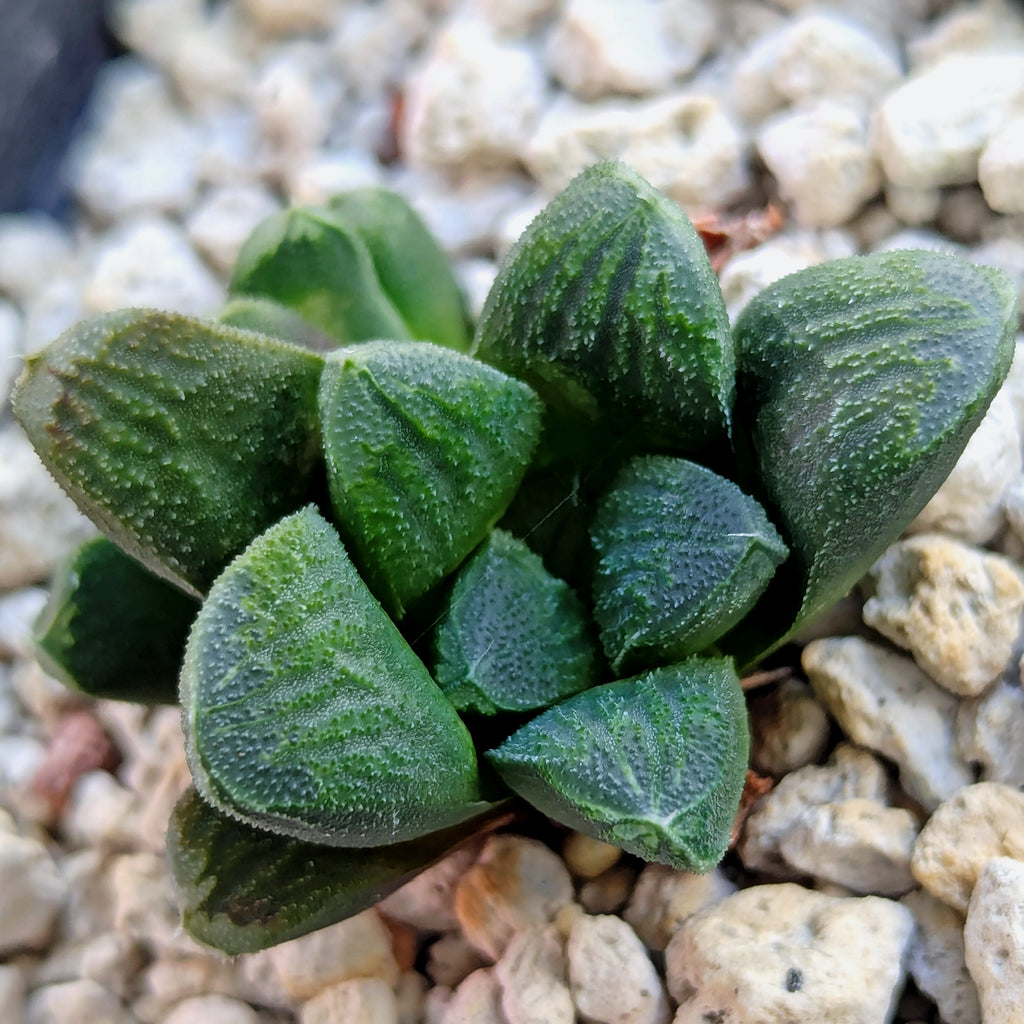 Haworthia PP576 hybrid series #13