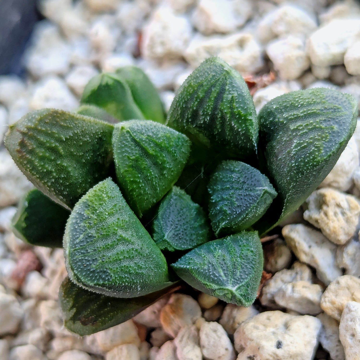 Haworthia PP576 hybrid series #13