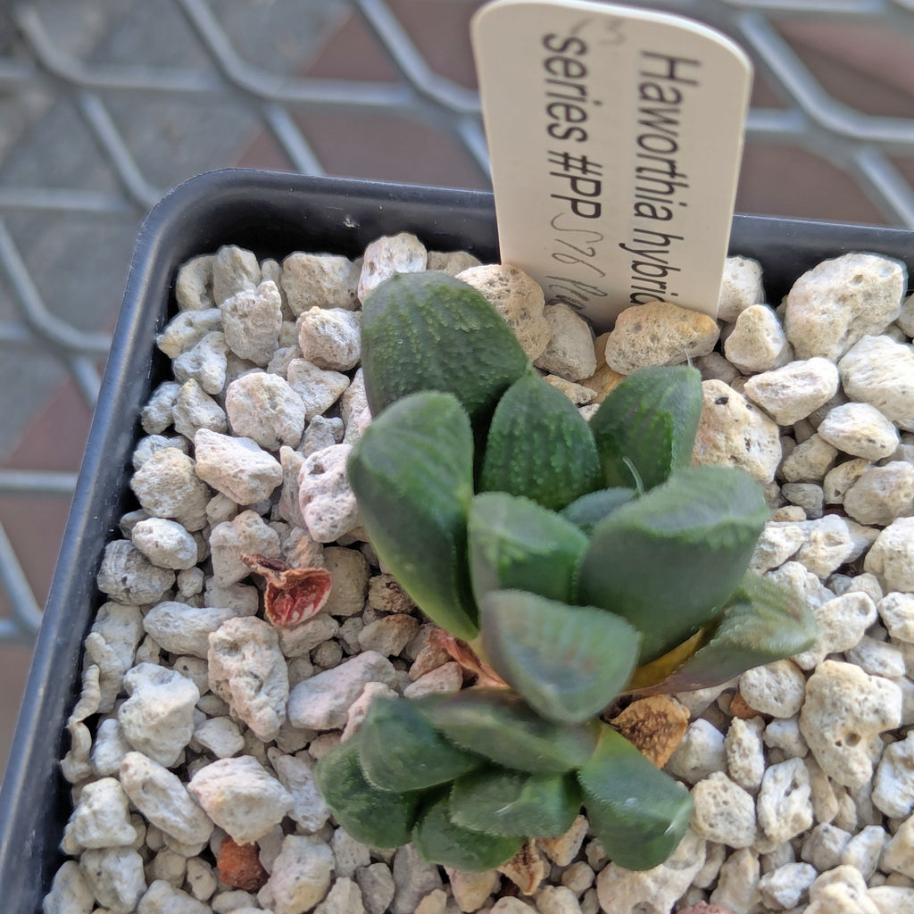 Haworthia PP576 hybrid series #13