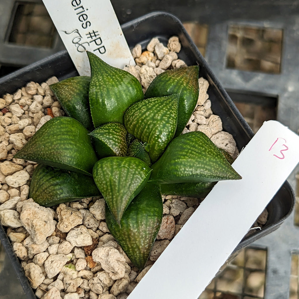 Haworthia hybrid series PP506 #13 SOLD OUT