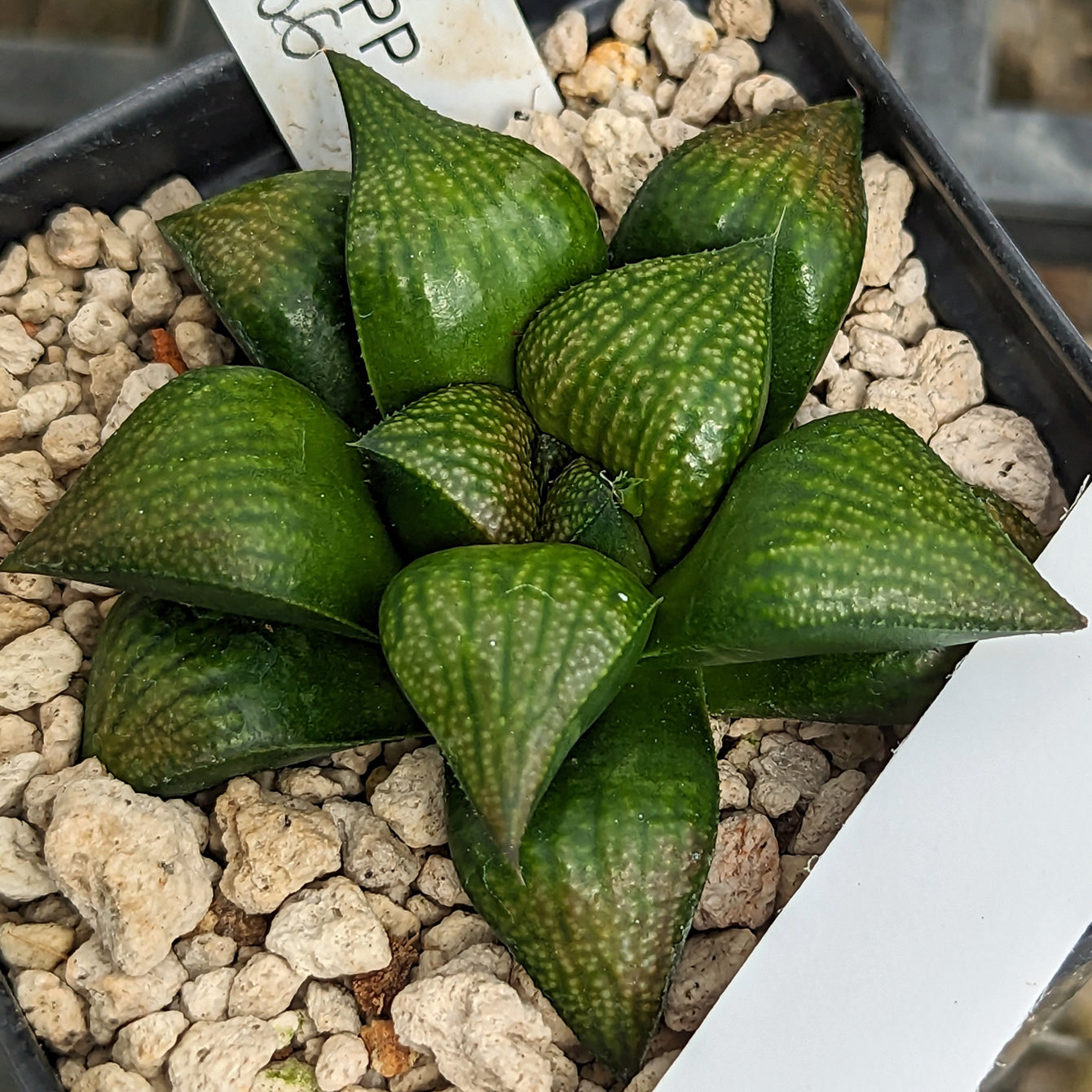 Haworthia hybrid series PP506 #13 SOLD OUT