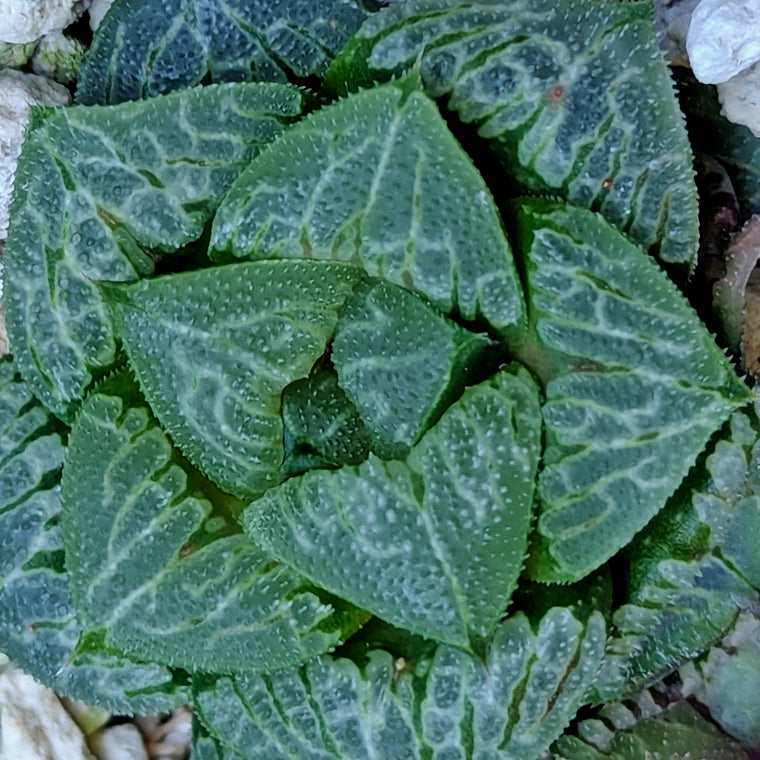 Haworthia PP326 hybrid series #13