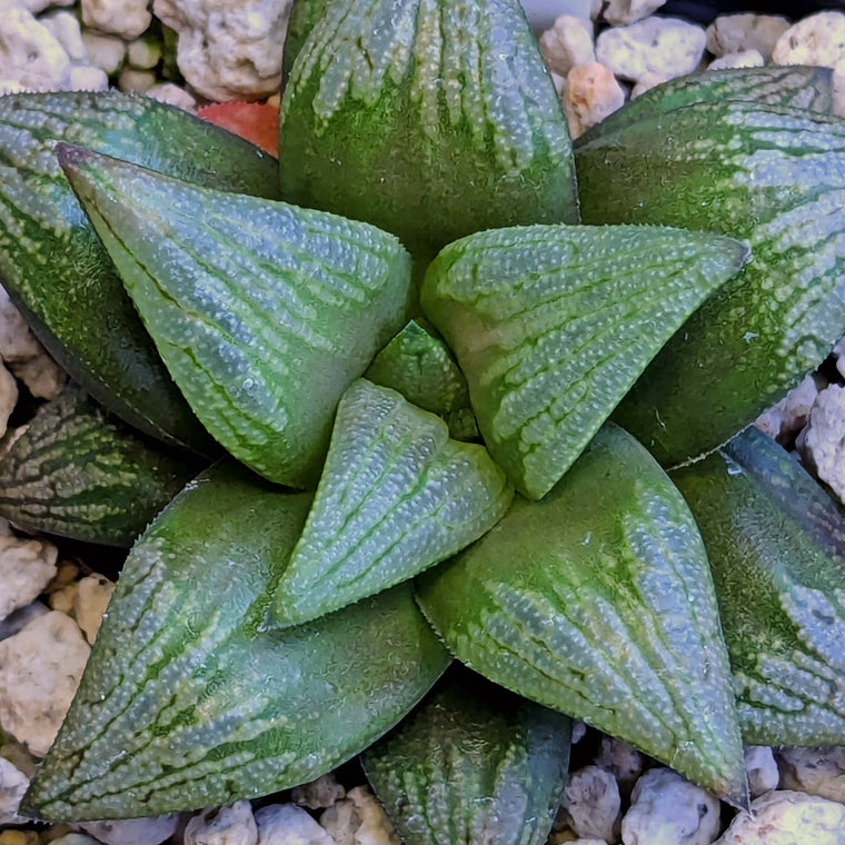 Haworthia PP559 hybrid series #13