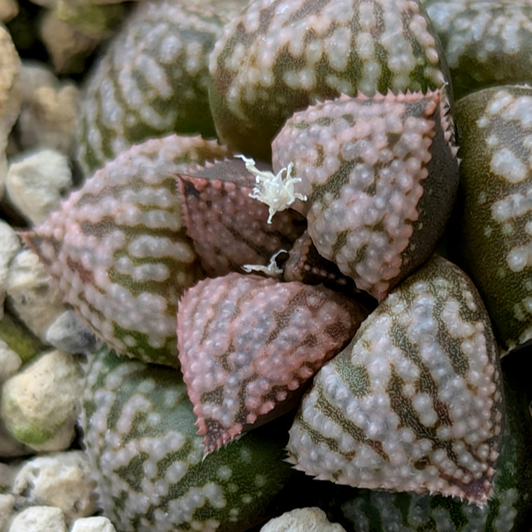Haworthia PP573 hybrid series #13