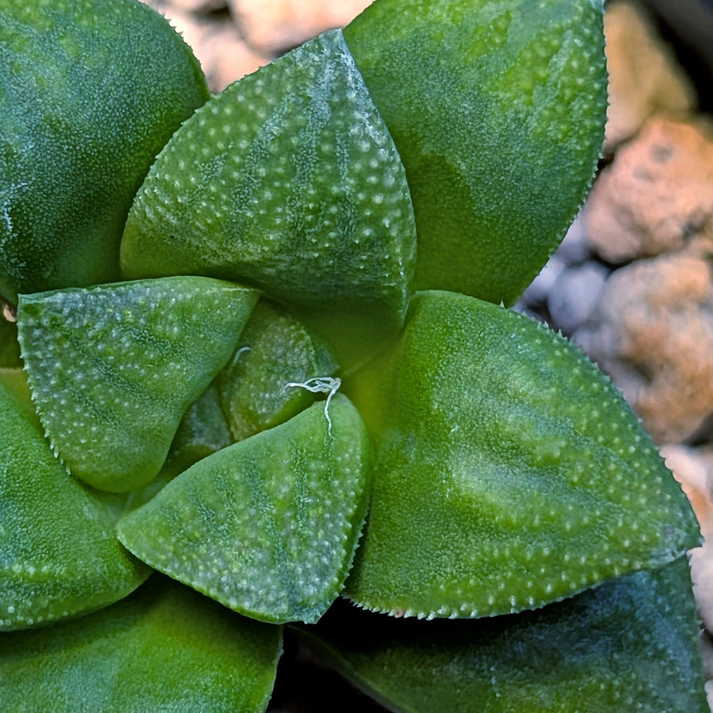 Haworthia hybrid series PP576 #13