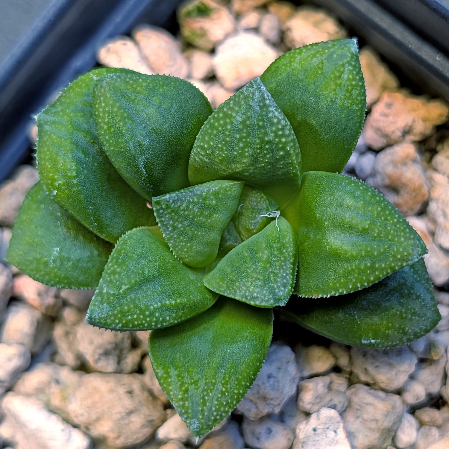 Haworthia hybrid series PP576 #13