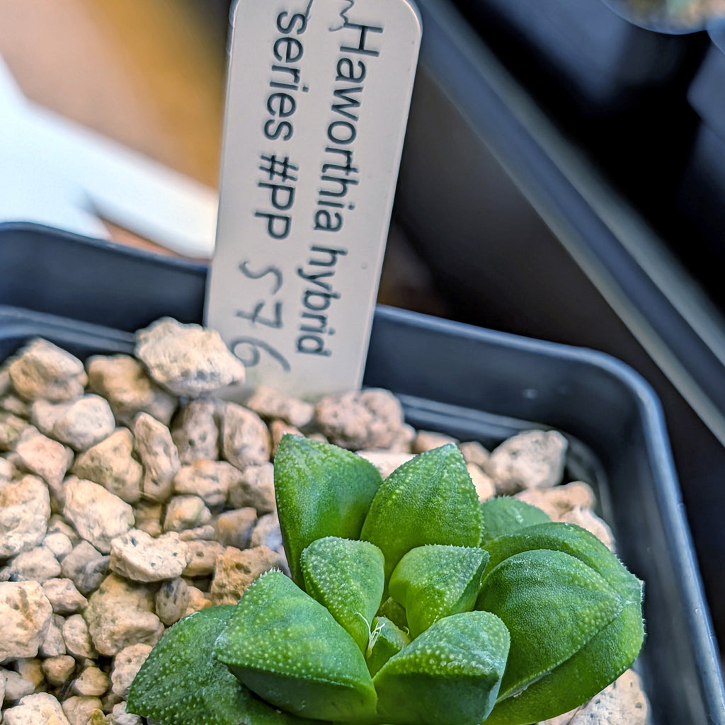 Haworthia hybrid series PP576 #13