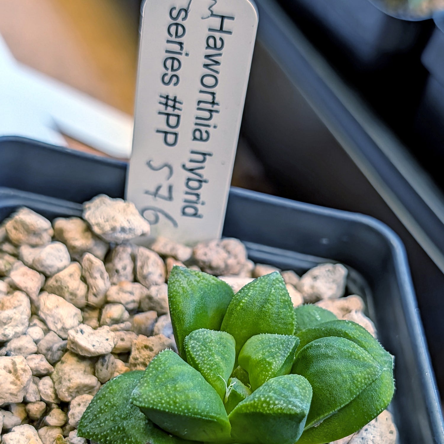 Haworthia hybrid series PP576 #13