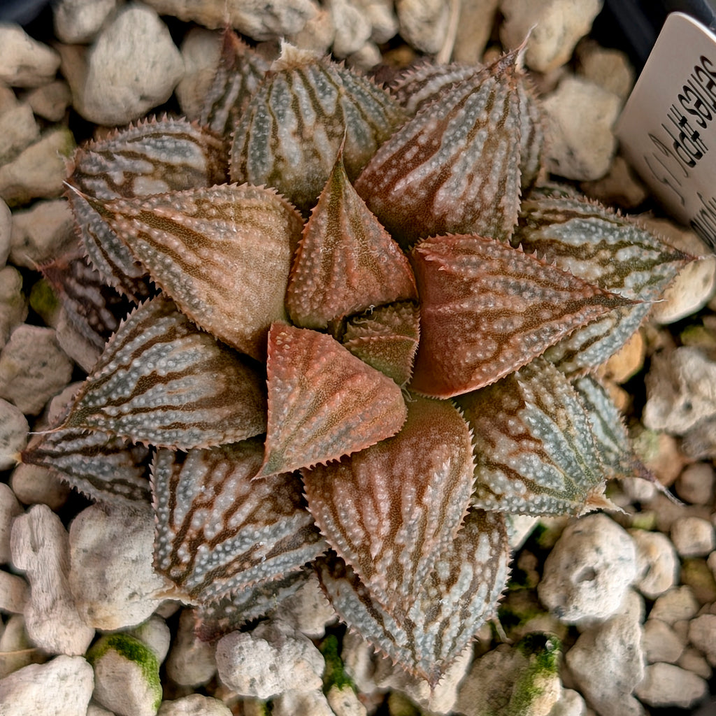 Haworthia PP615 hybrid series #13