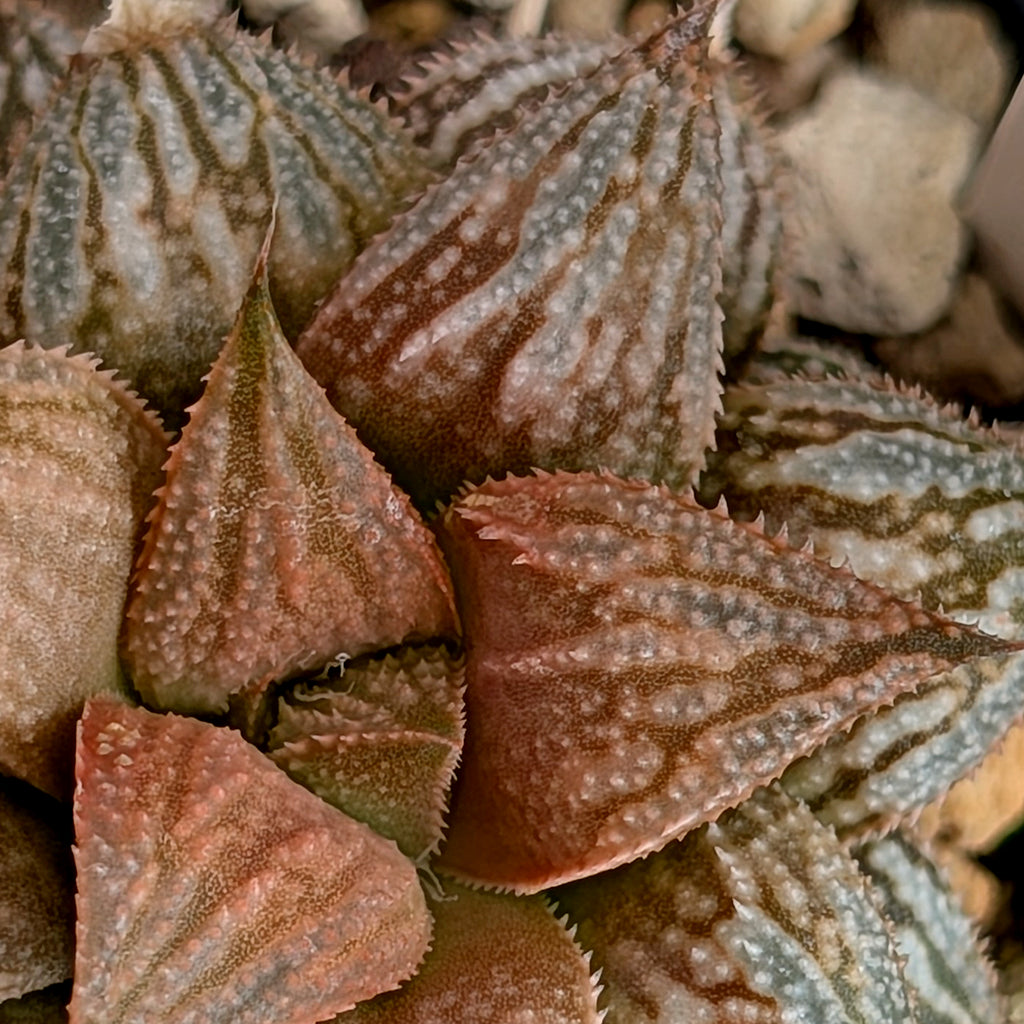 Haworthia PP615 hybrid series #13