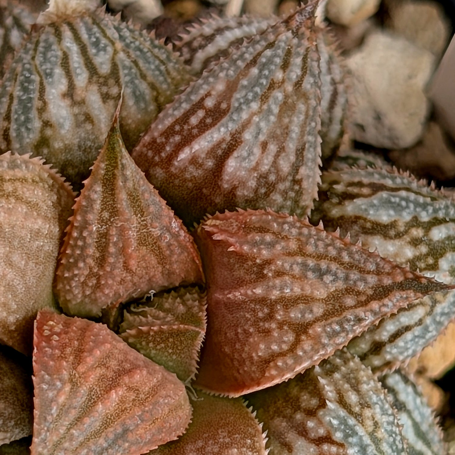 Haworthia PP615 hybrid series #13