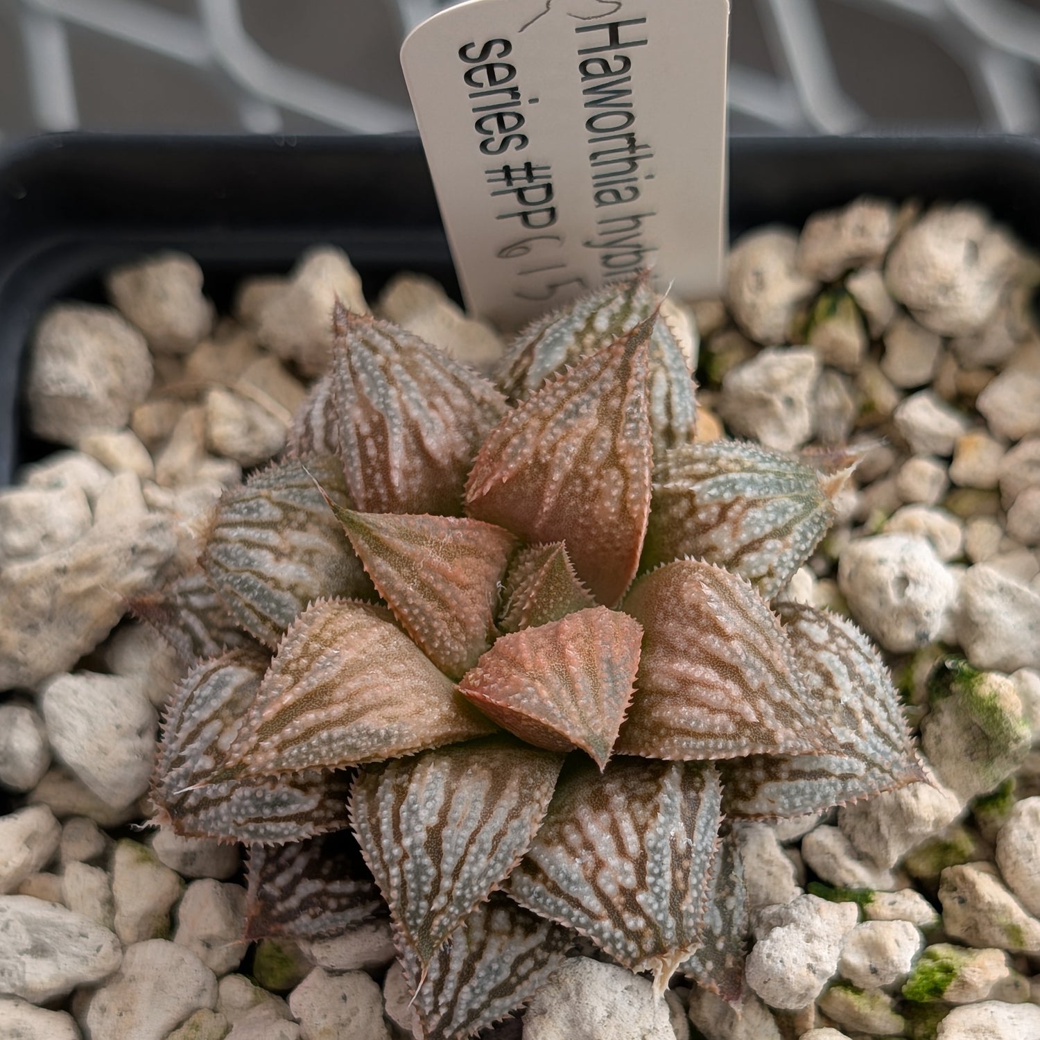 Haworthia PP615 hybrid series #13