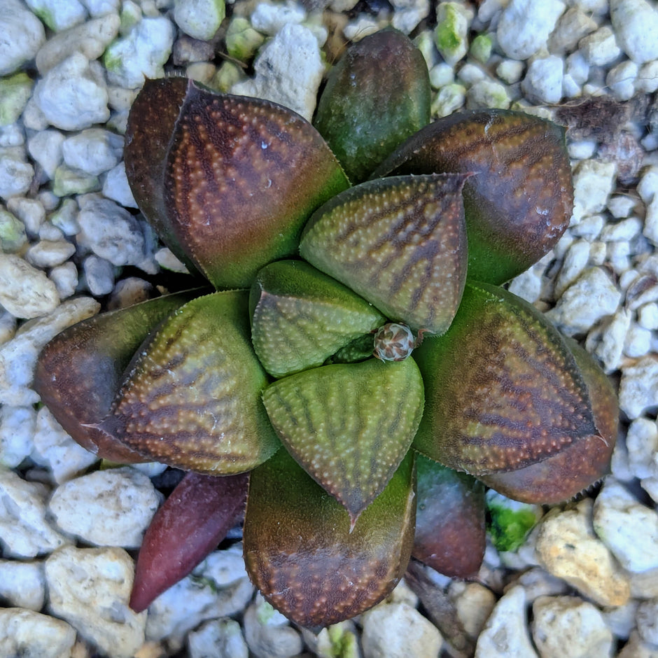Haworthia PP662 hybrid series #13
