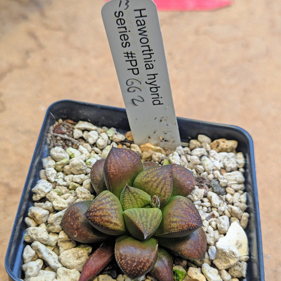 Haworthia PP662 hybrid series #13