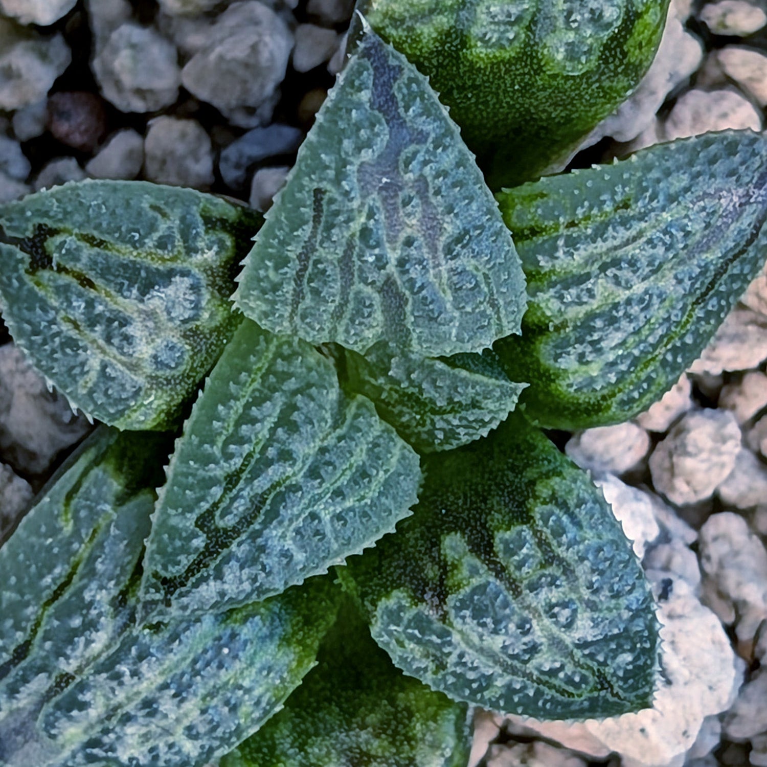 Haworthia PP669 hybrid series #13