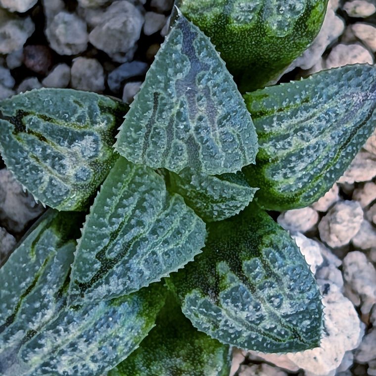Haworthia PP669 hybrid series #13