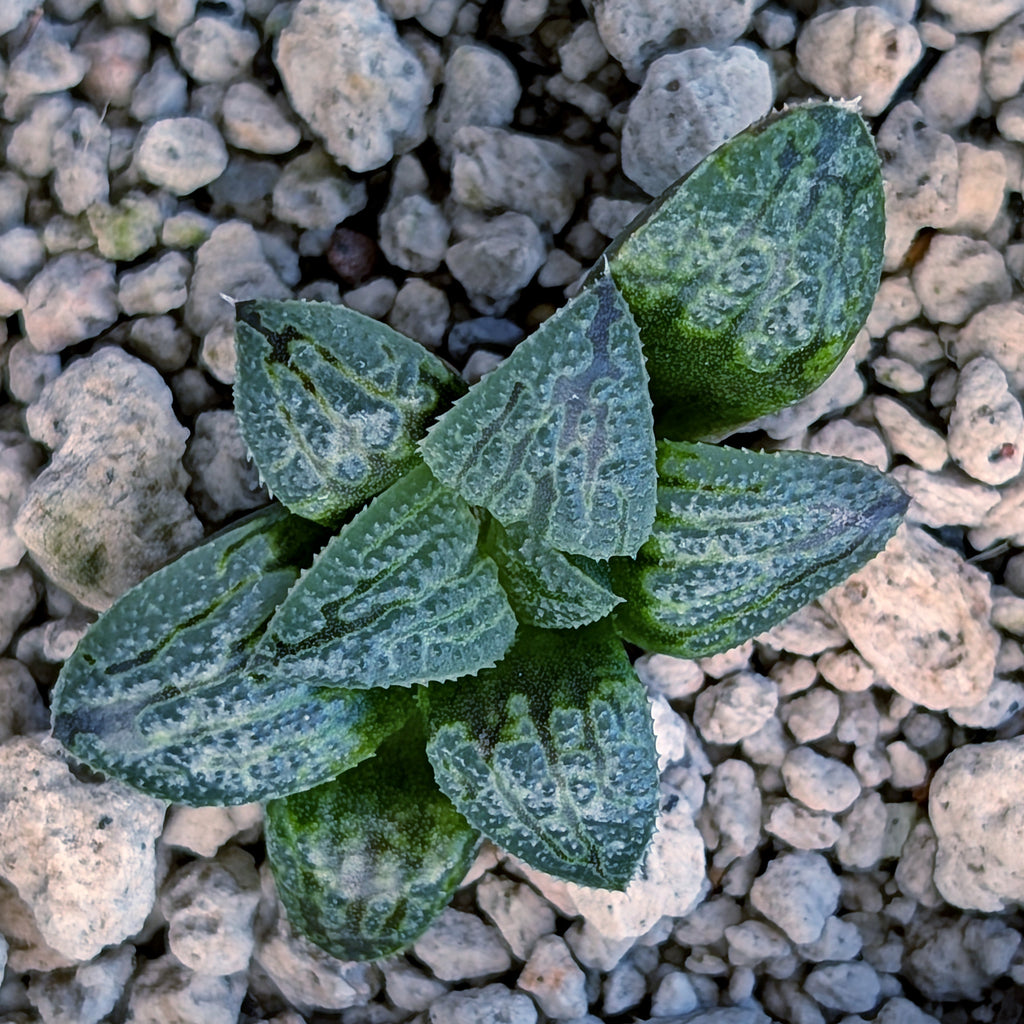 Haworthia PP669 hybrid series #13