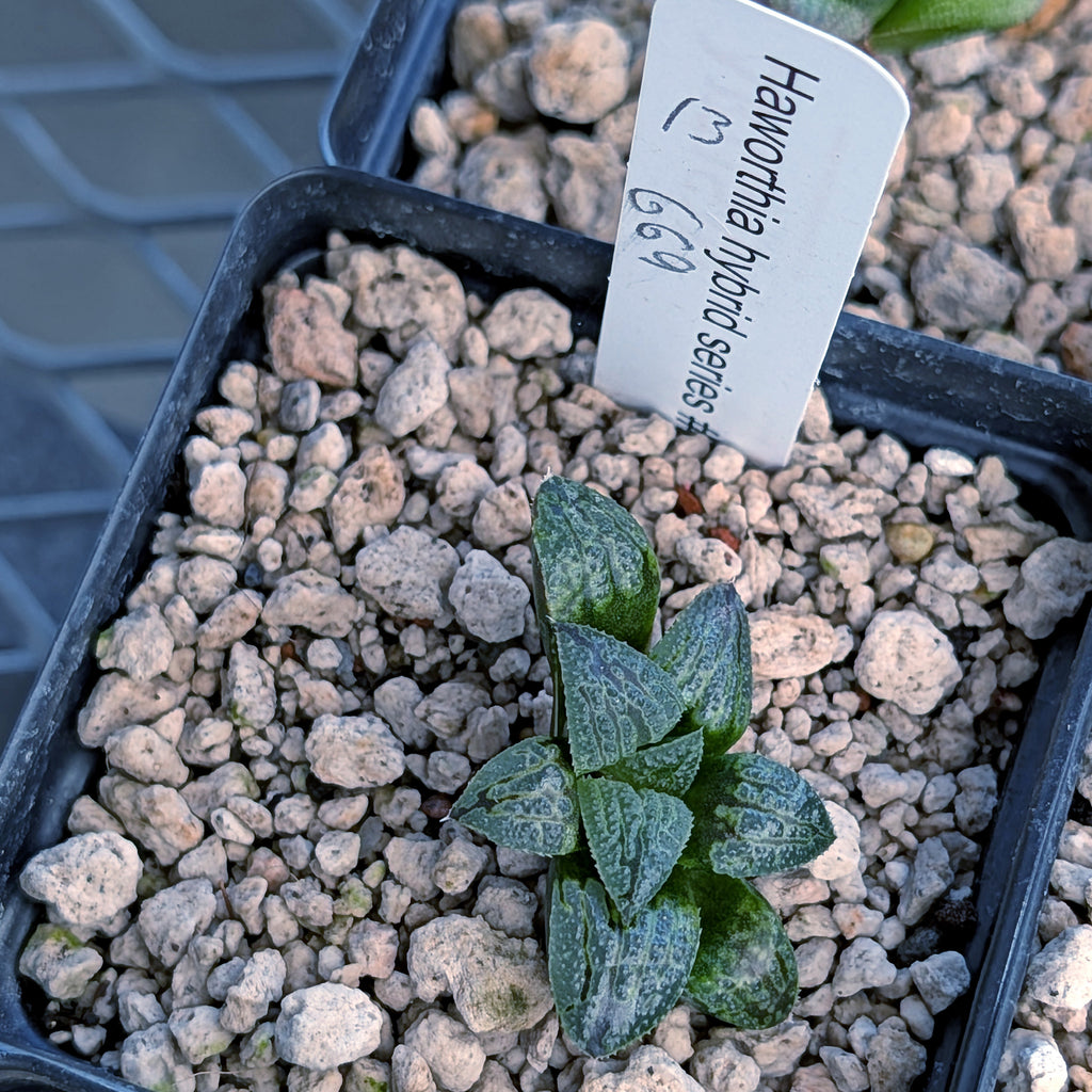 Haworthia PP669 hybrid series #13