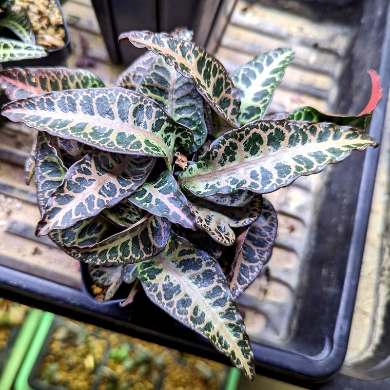 Euphorbia francoisii #14