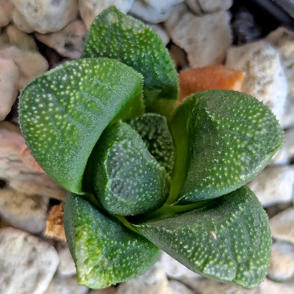 Haworthia PP576 hybrid series #14 - 2 plants