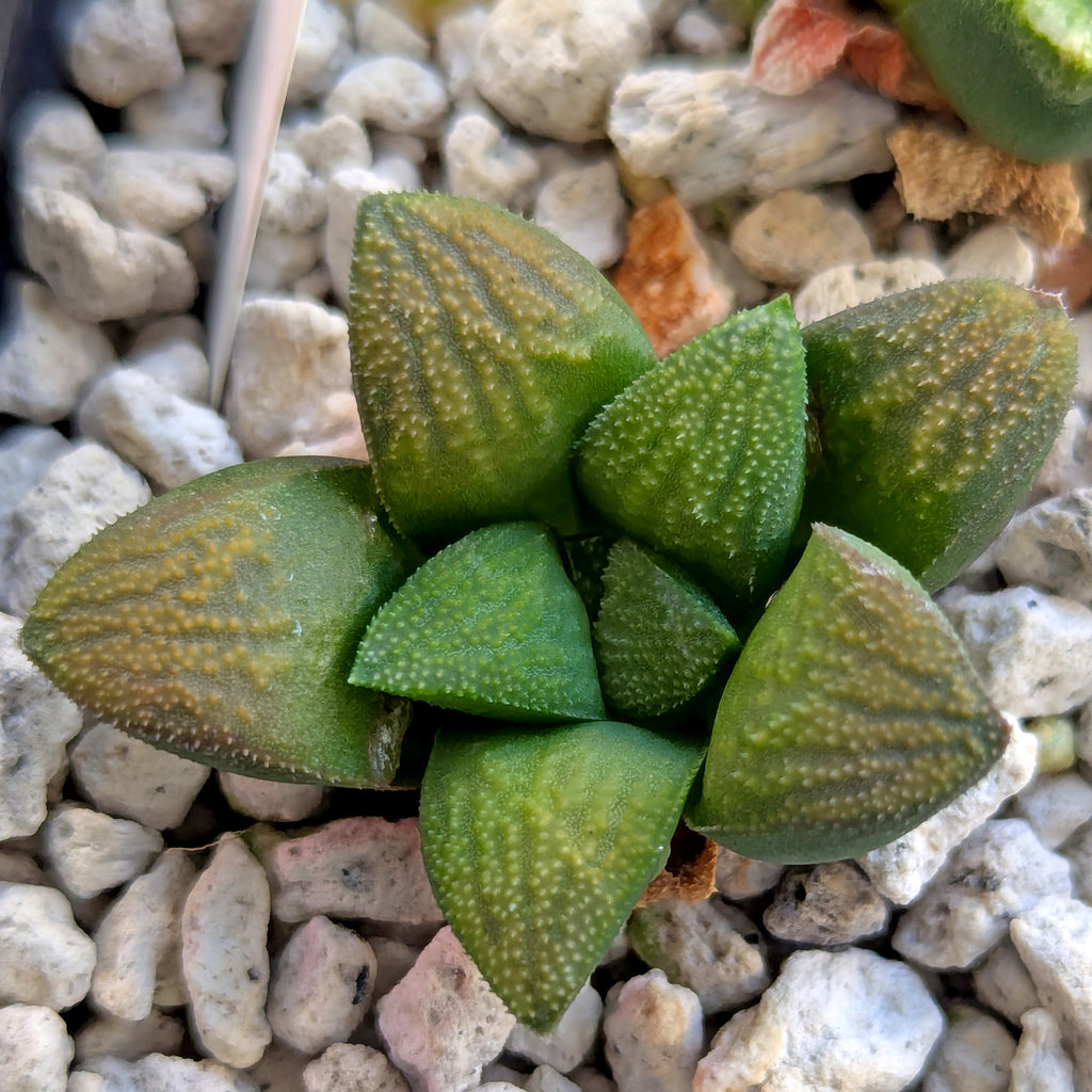 Haworthia PP576 hybrid series #14 - 2 plants