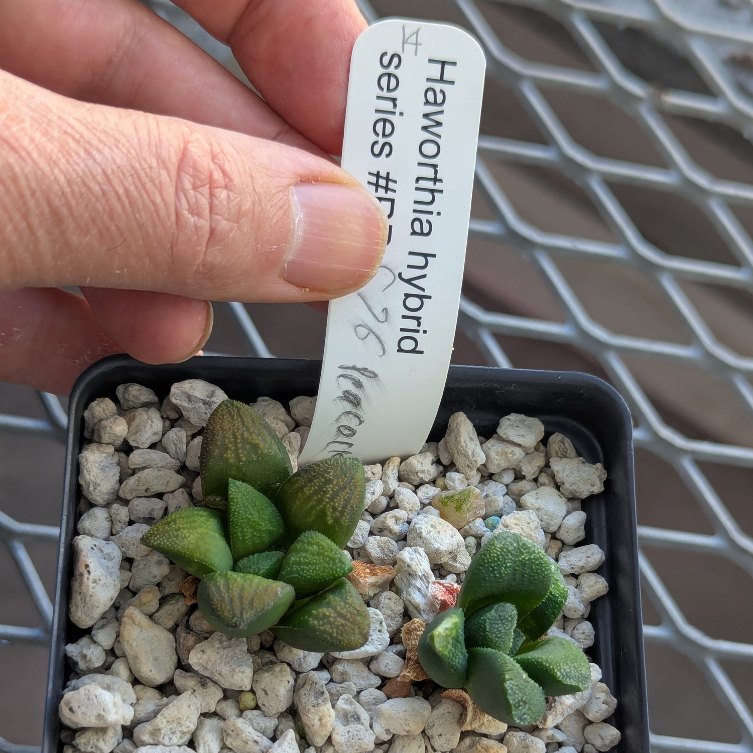 Haworthia PP576 hybrid series #14 - 2 plants