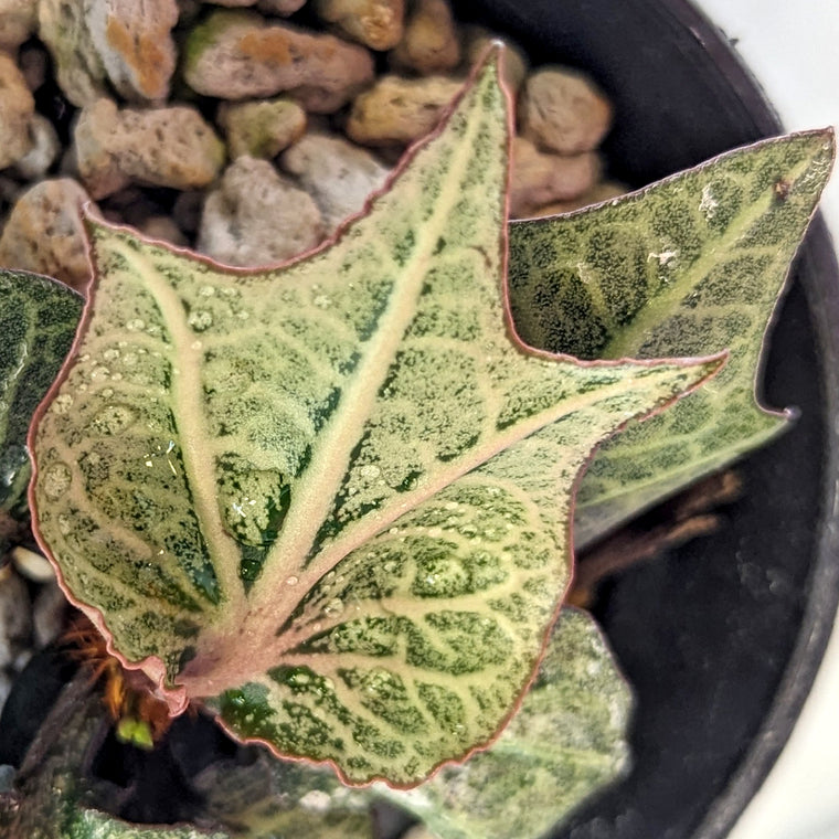 Euphorbia francoisii #14