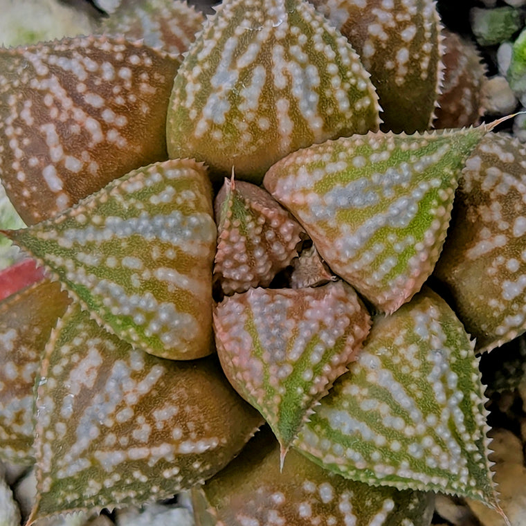 Haworthia  hybrid series PP573 #14