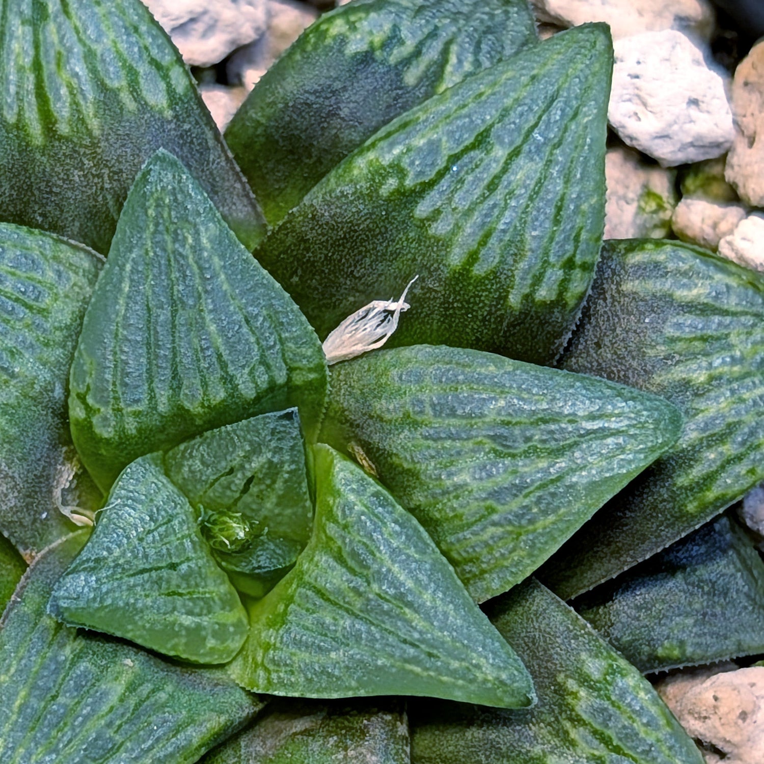 Haworthia PP559 hybrid series #14