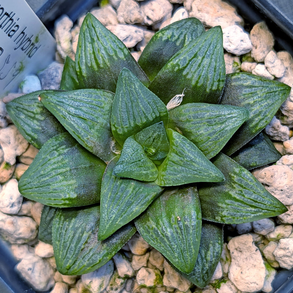 Haworthia PP559 hybrid series #14