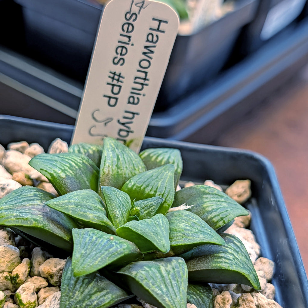 Haworthia PP559 hybrid series #14