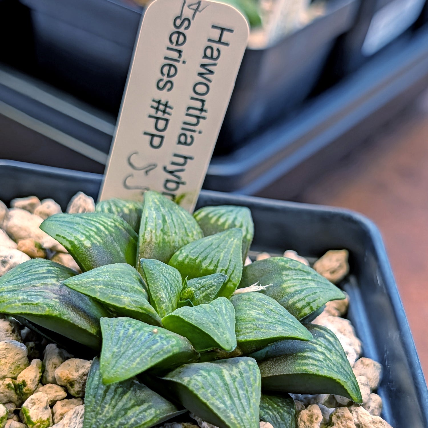 Haworthia PP559 hybrid series #14