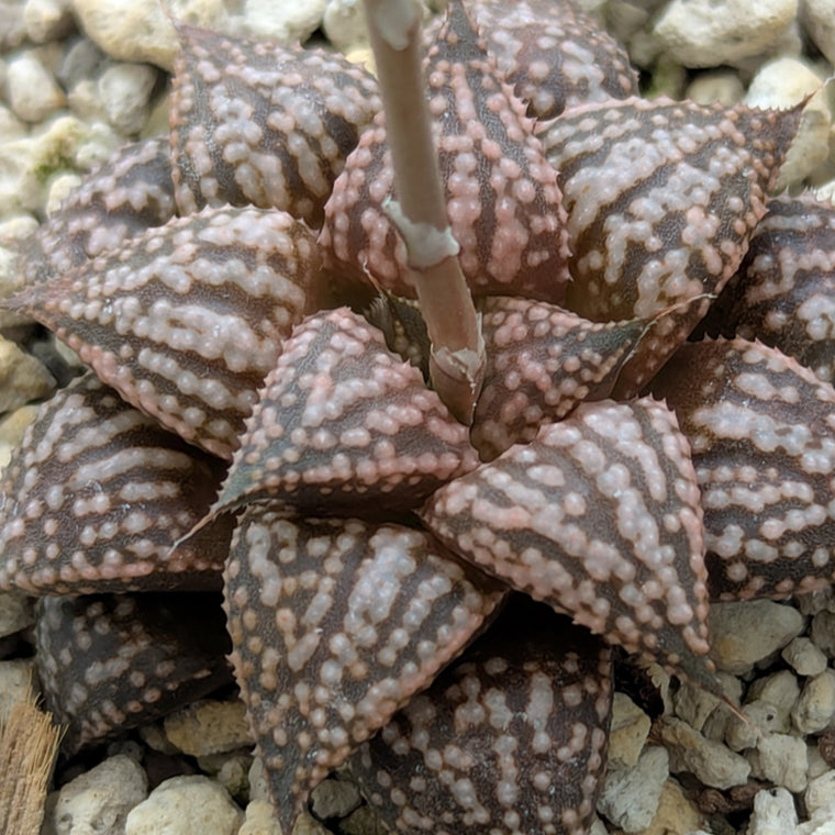 Haworthia PP573 hybrid series #14
