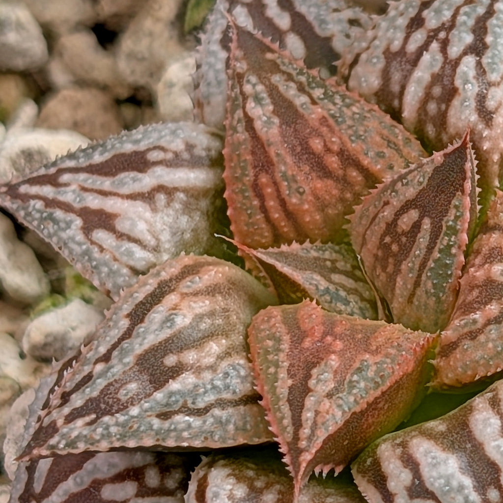 Haworthia PP615 hybrid series #14