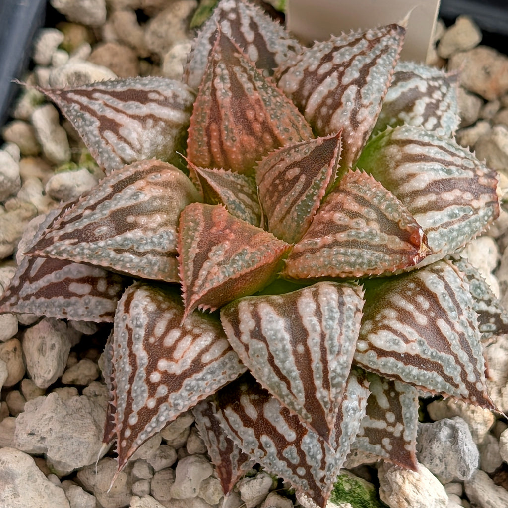 Haworthia PP615 hybrid series #14