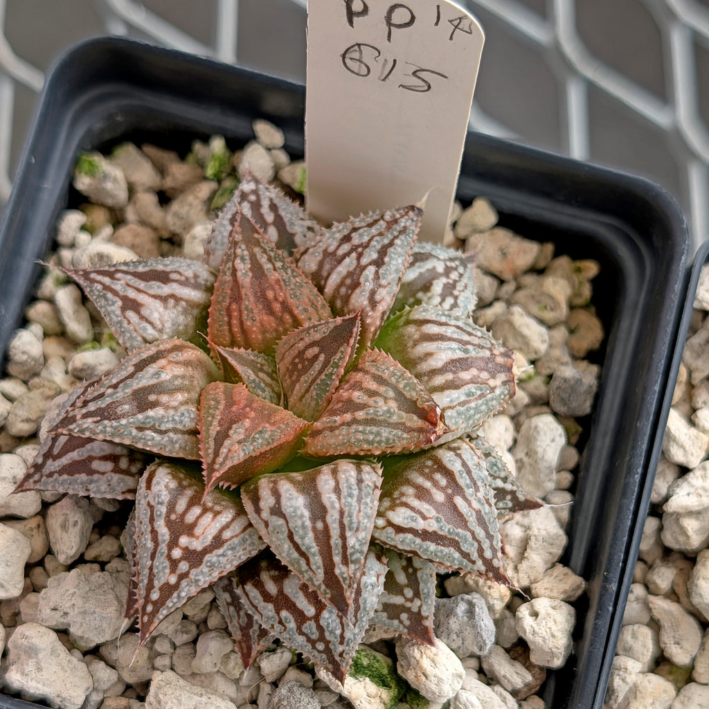 Haworthia PP615 hybrid series #14