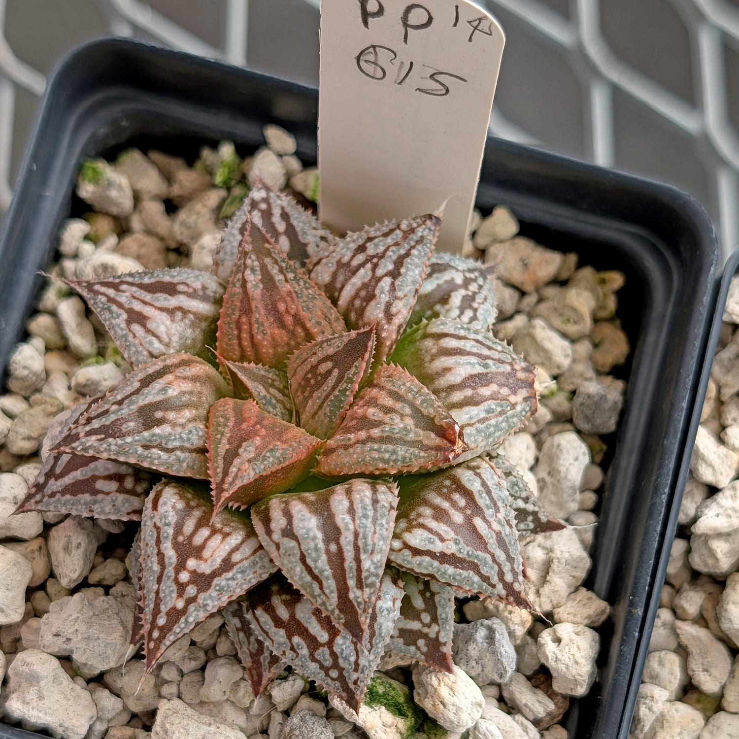 Haworthia PP615 hybrid series #14
