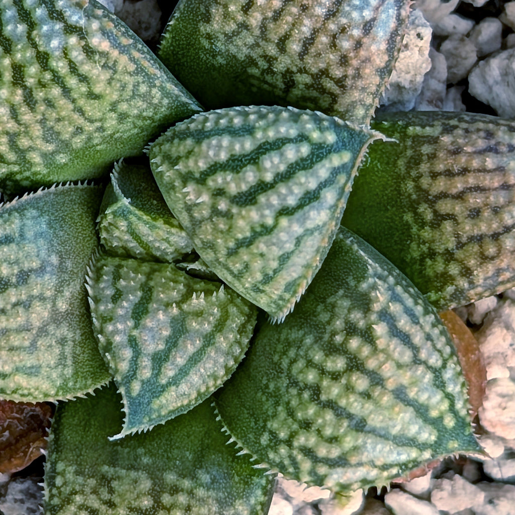 Haworthia PP669 hybrid series #14
