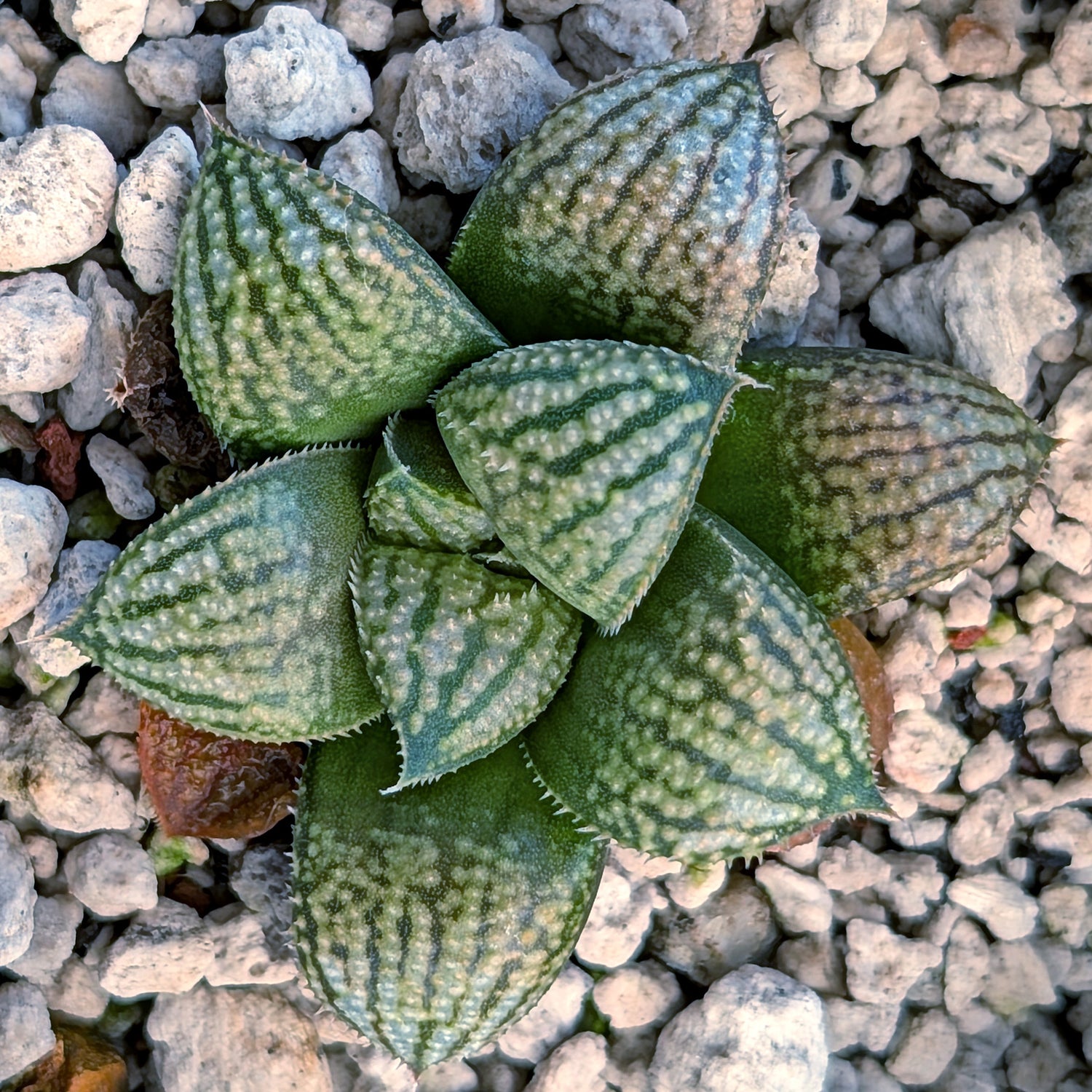 Haworthia PP669 hybrid series #14