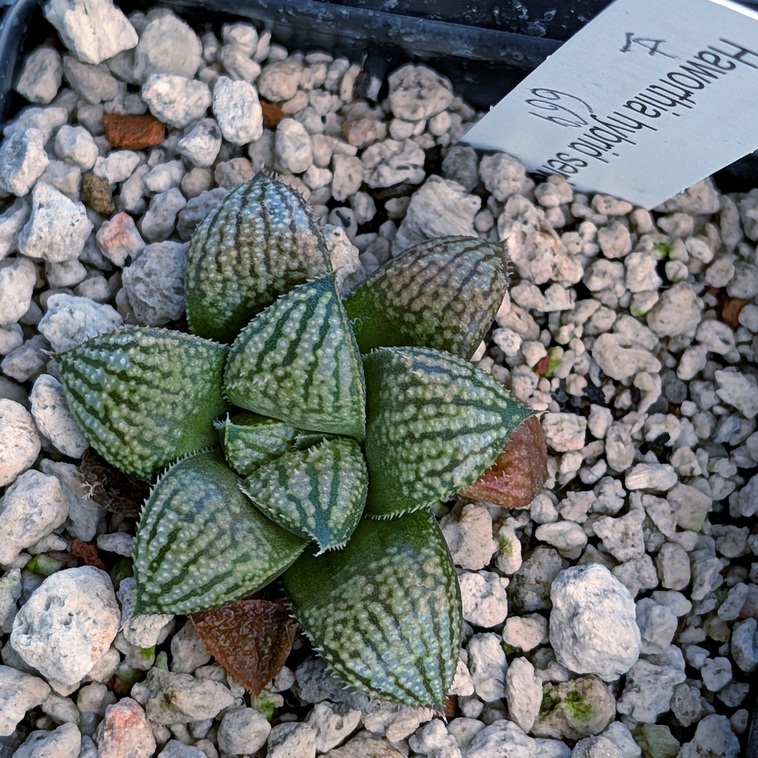 Haworthia PP669 hybrid series #14
