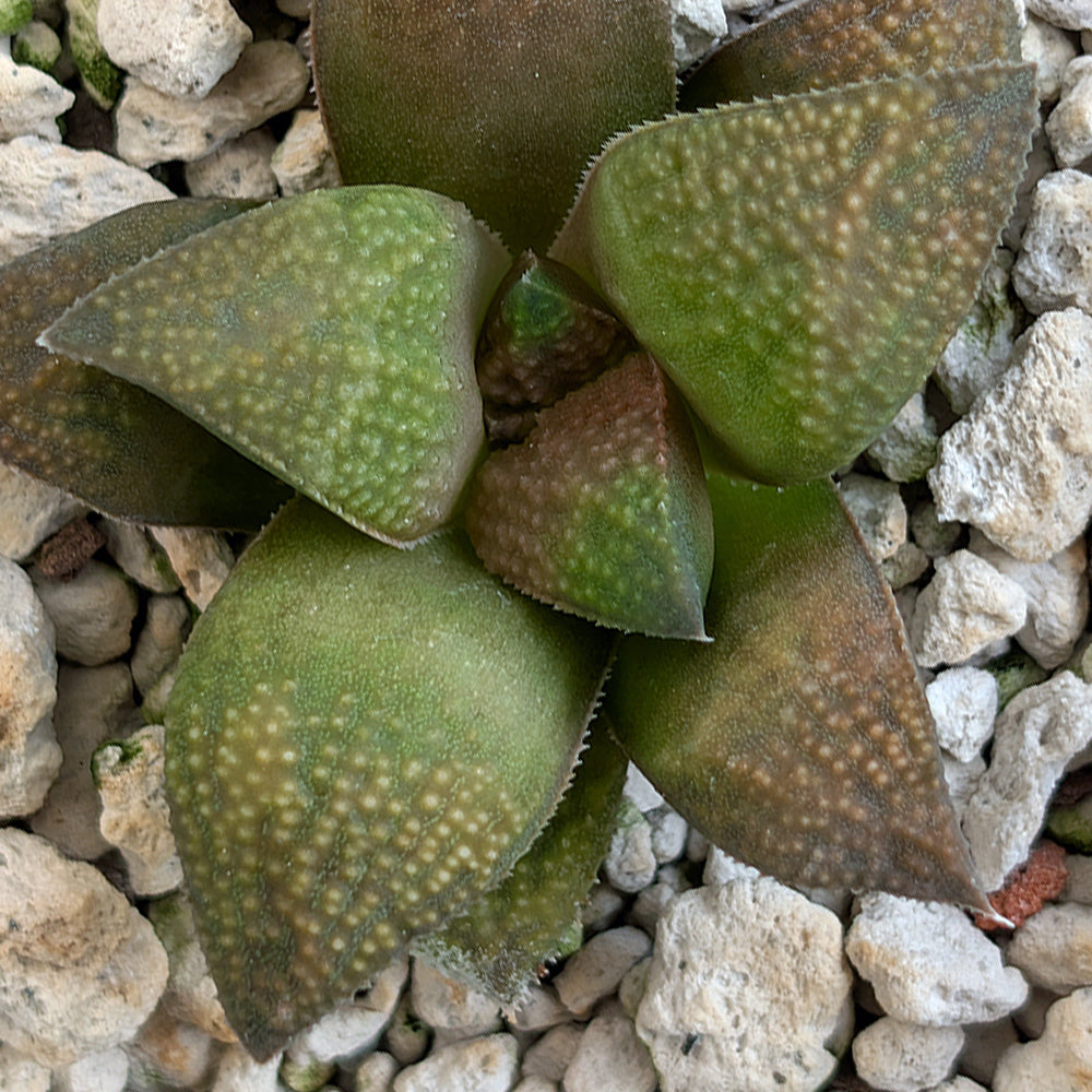 Haworthia PP619 hybrid series #15