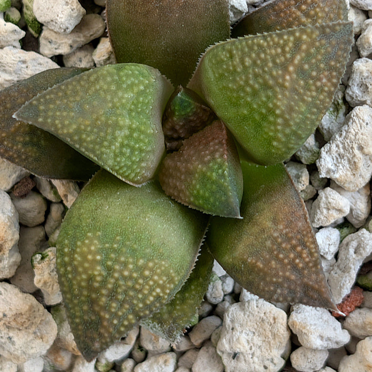 Haworthia PP619 hybrid series #15