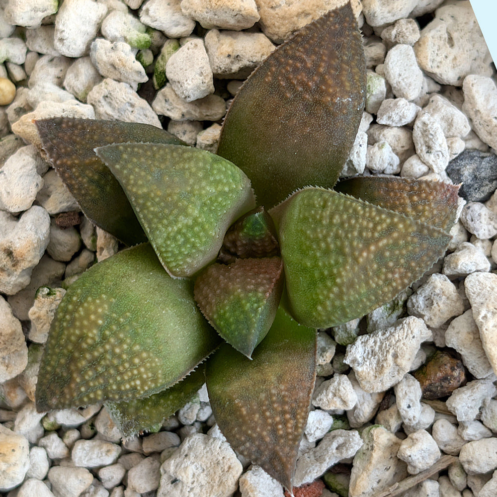 Haworthia PP619 hybrid series #15