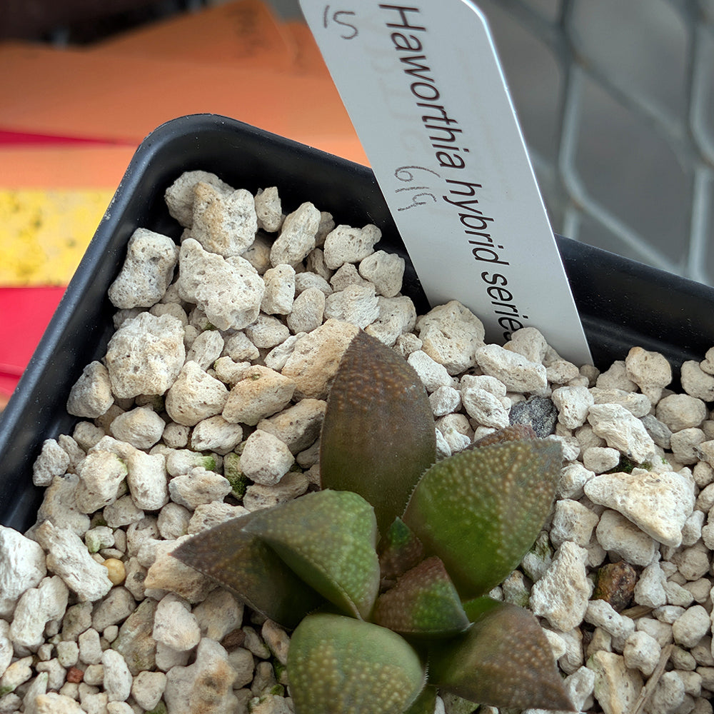 Haworthia PP619 hybrid series #15