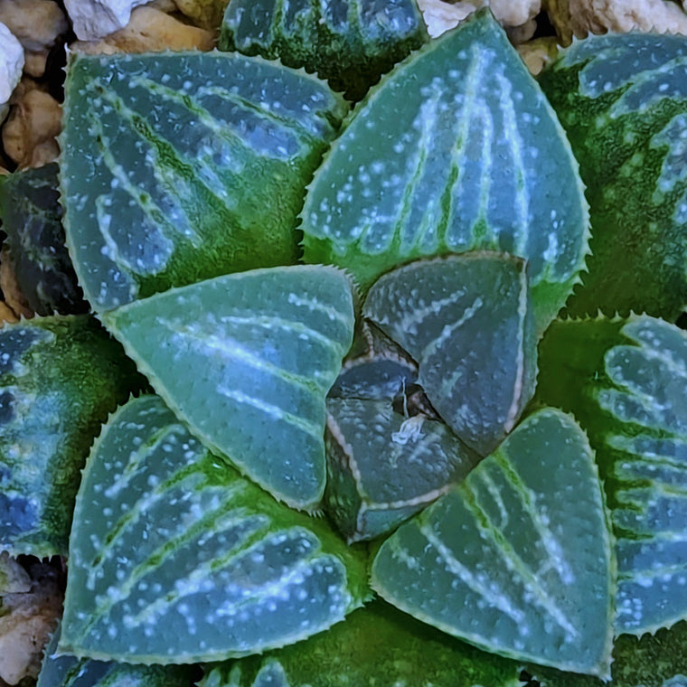 Haworthia hybrid series PP558 #15