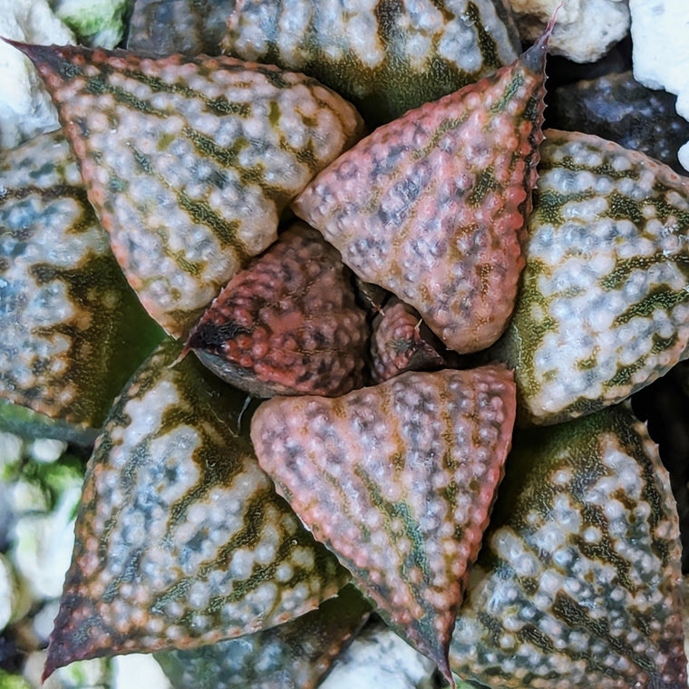 Haworthia  hybrid series PP573 #15