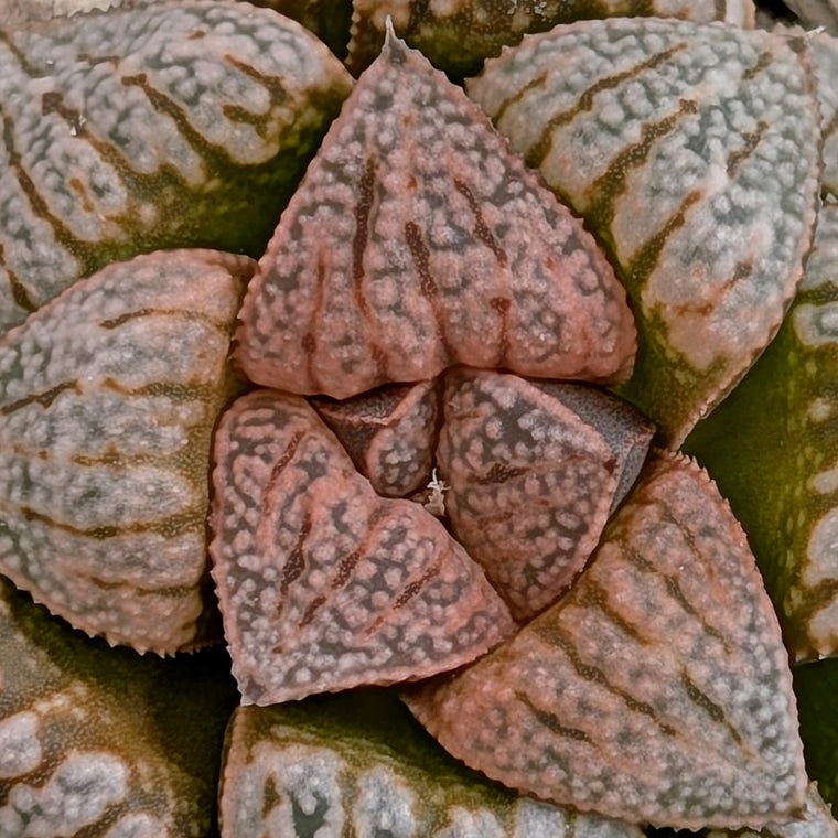 Haworthia  hybrid series PP617 #15